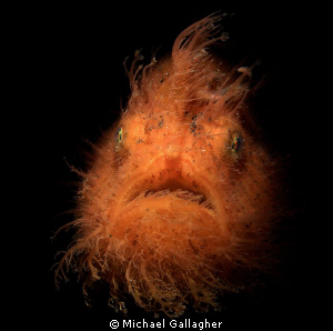 Hairy Frogfish with snoot, Lembeh by Michael Gallagher 